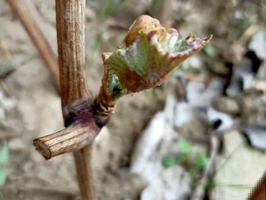冬剪开始了，月季看见这种枝，就要赶紧剪！