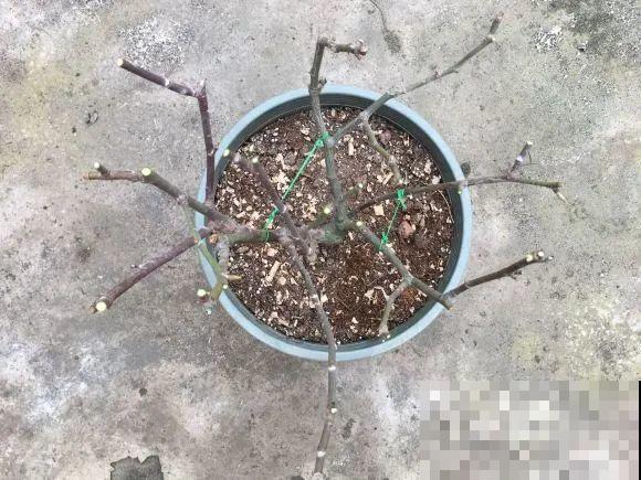 月季12个月计划表，按照这个养，大花墙不是梦！