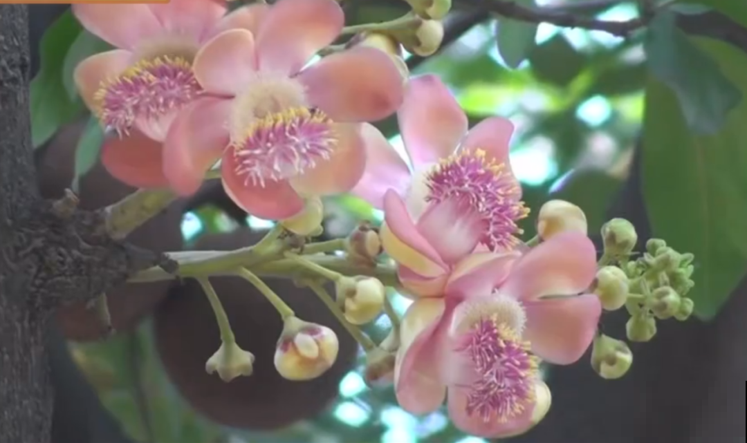 听说有的花能吃人,听着都害怕,是真的吗? 听说有的花能吃人,听着都害怕,是真的吗?