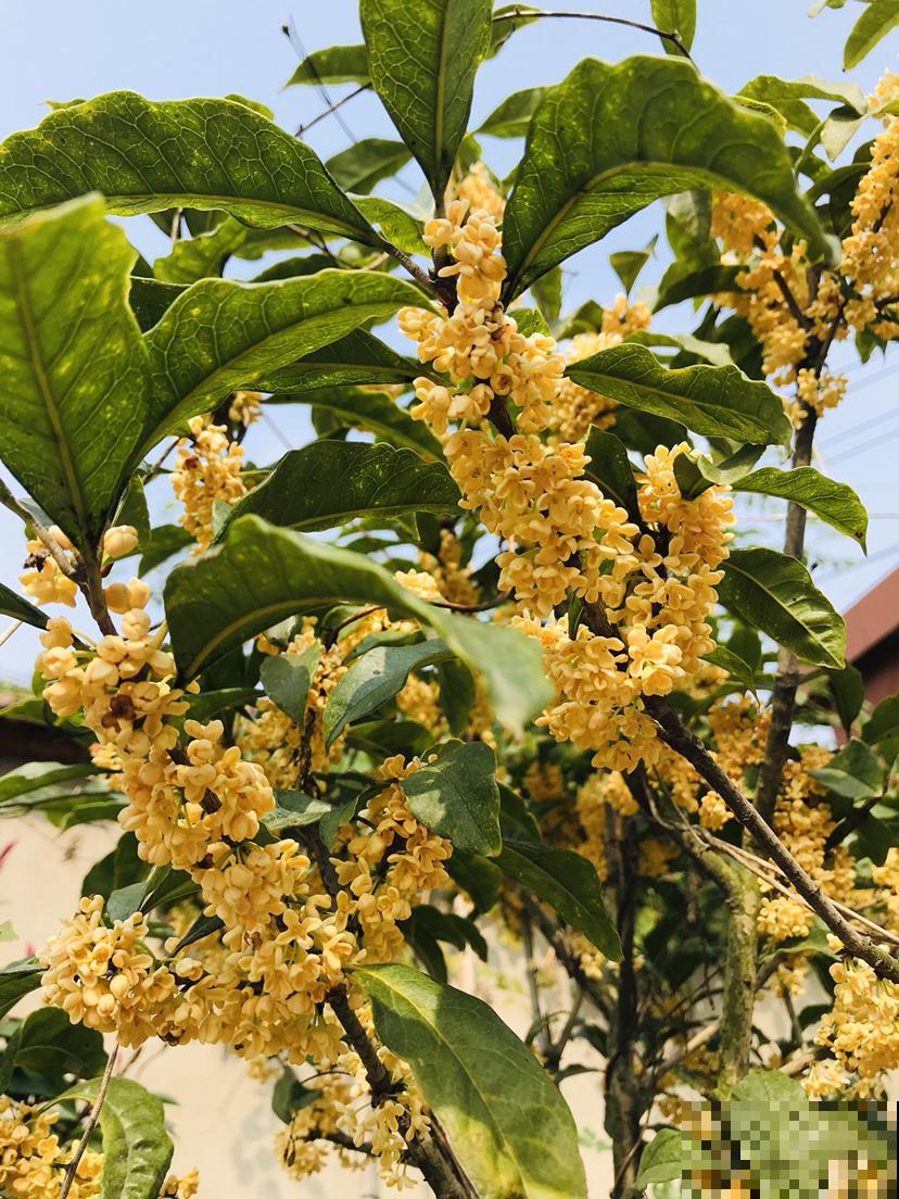 12种幸运花，你是几月出生，最旺你的花就是那它！