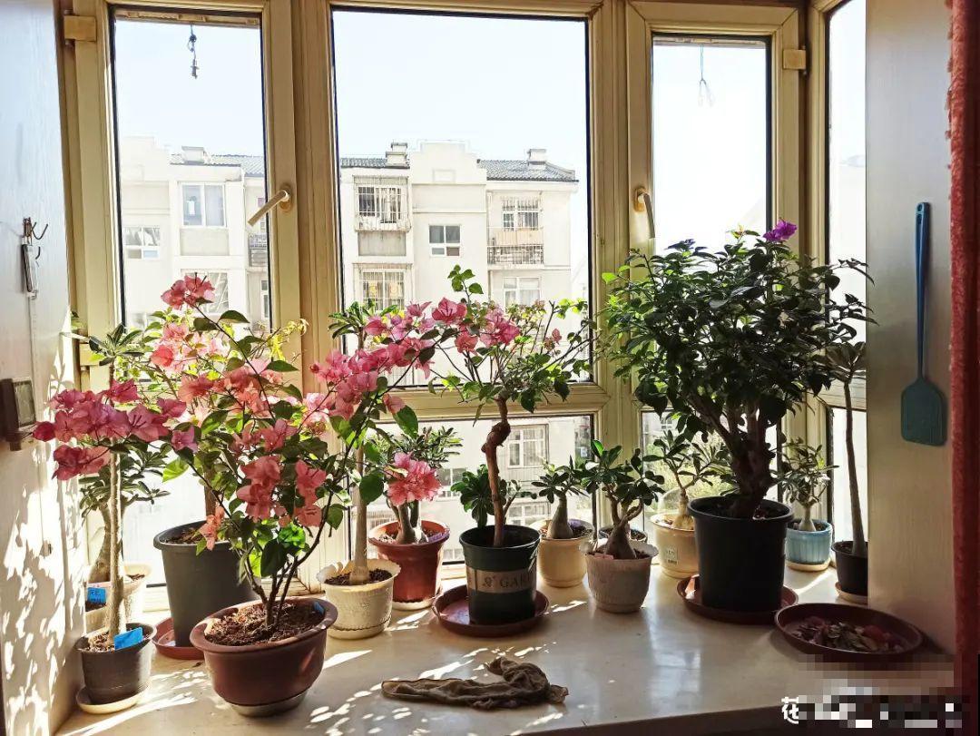 常见的20种花，赶紧搬进屋，再不管就冻死了