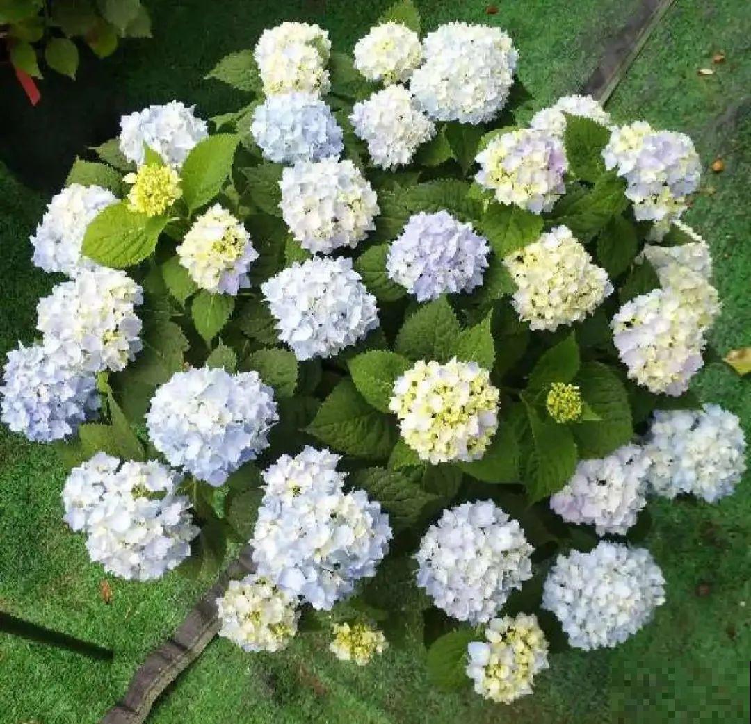 7种花，现在绝对不能剪，剪了一年不开花！