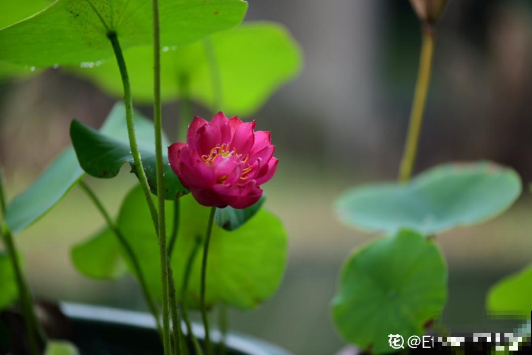 民间十大不吉利花，到底是哪流传来的