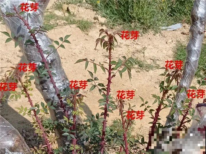带花芽的枝条不能修剪，未来全是花苞，一剪就亏了