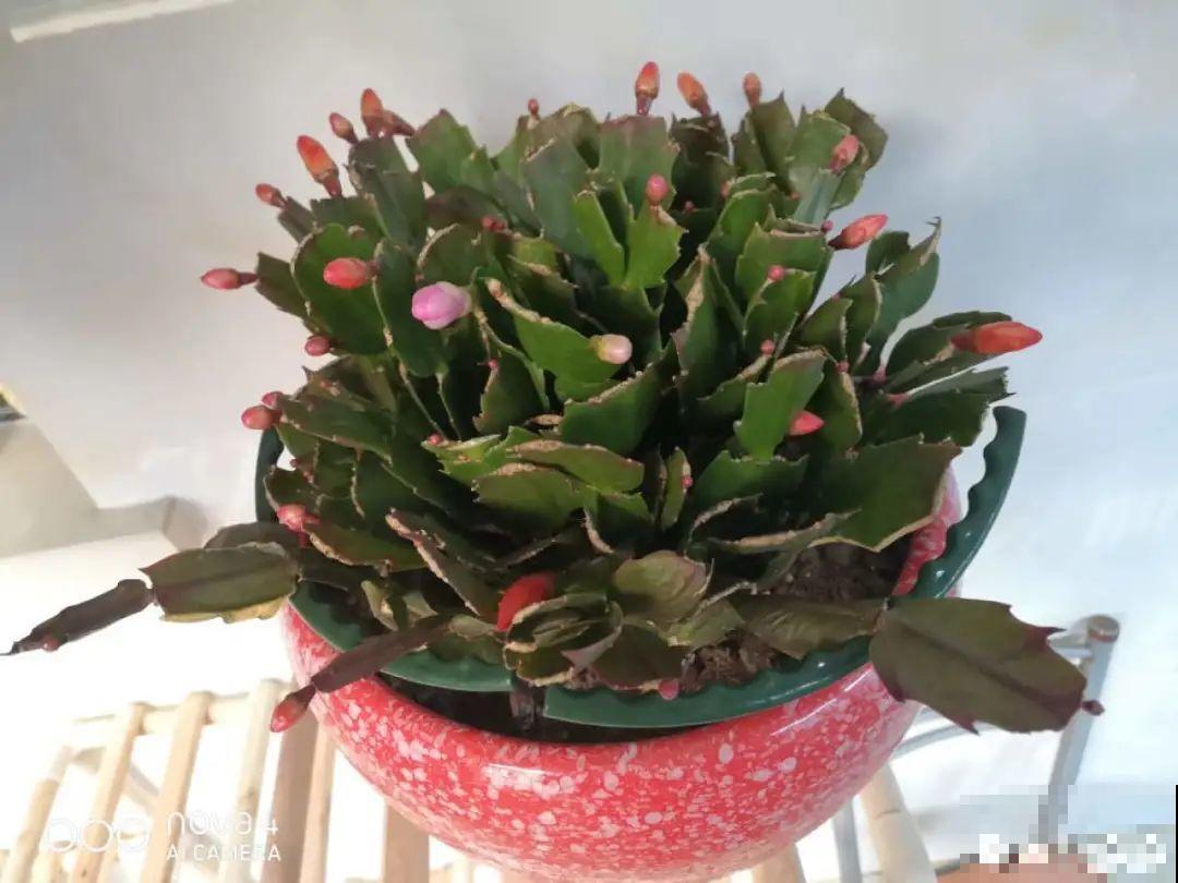 花还没开，花苞掉了一地，再不管就完了！