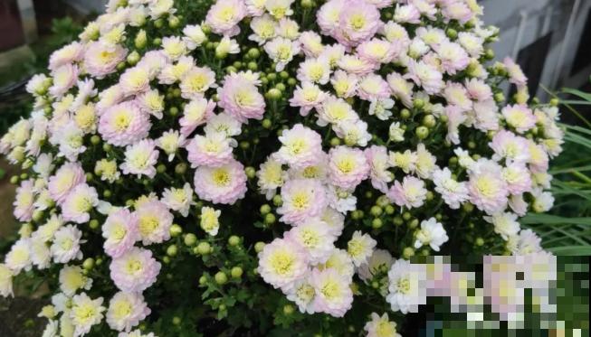 上万块的蟹爪兰，开花像烟花，养过的人不多