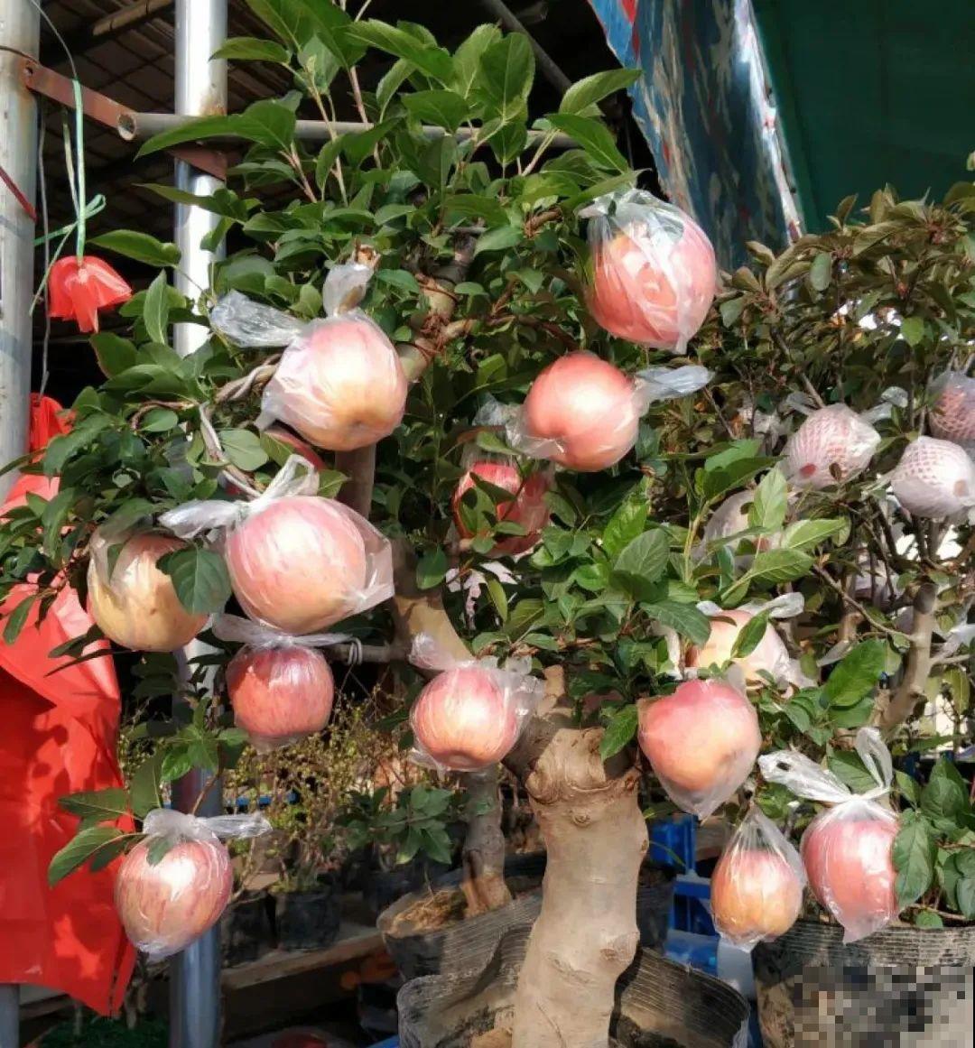 1盆苹果卖300块，为啥这么贵，难道是金苹果？