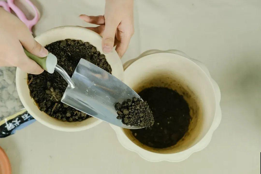 大丽花真是开花机器，连开6个月不歇气，花比脸盆还大