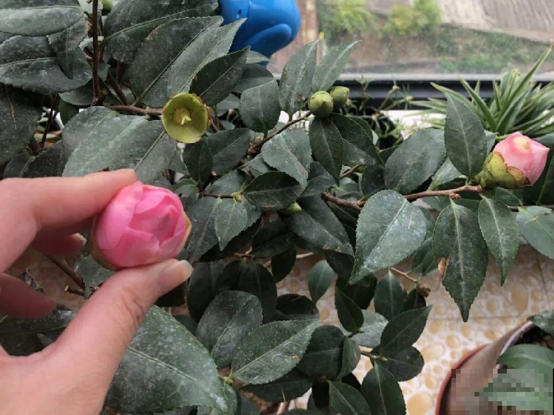 家里有这9种花,一定要冻一个月,才能开花更好看 家里有这9种花,一定要冻一个月,才能开花更好看