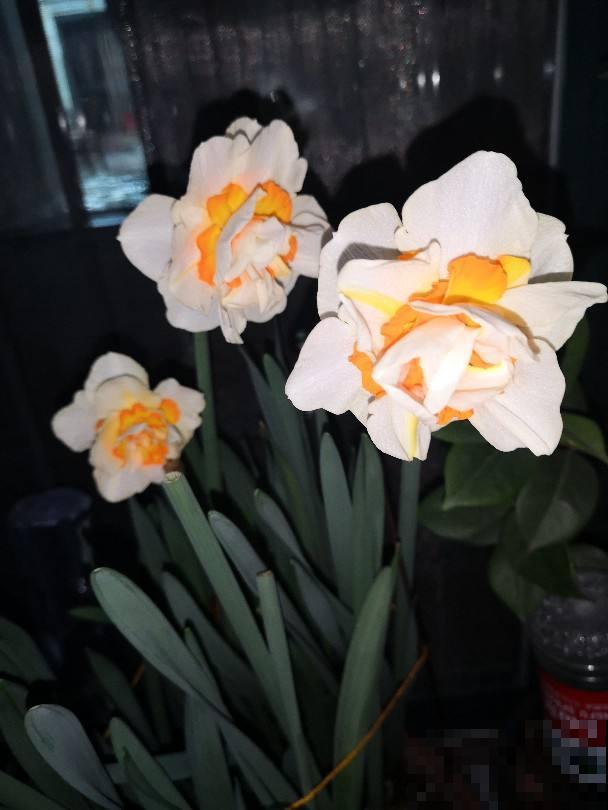 家里的小露台，养些喜欢的花，春天开成大花园