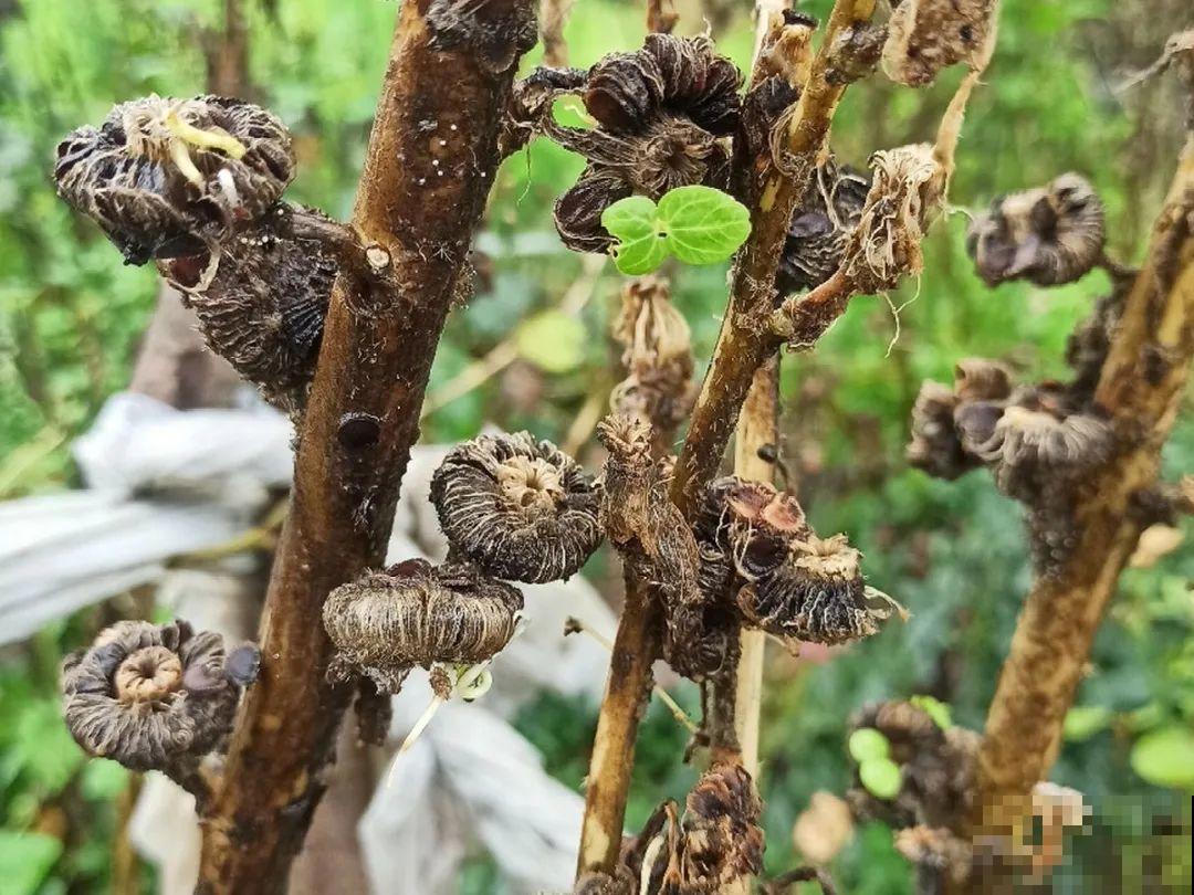 只需要种一次的花，年年疯长，除都除不尽