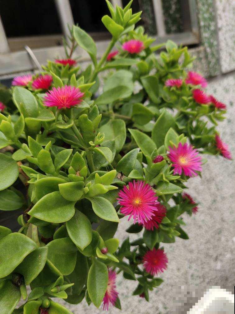 4种花可以吃,做成美食特简单,口味很独特 4种花可以吃,做成美食特简单,口味很独特