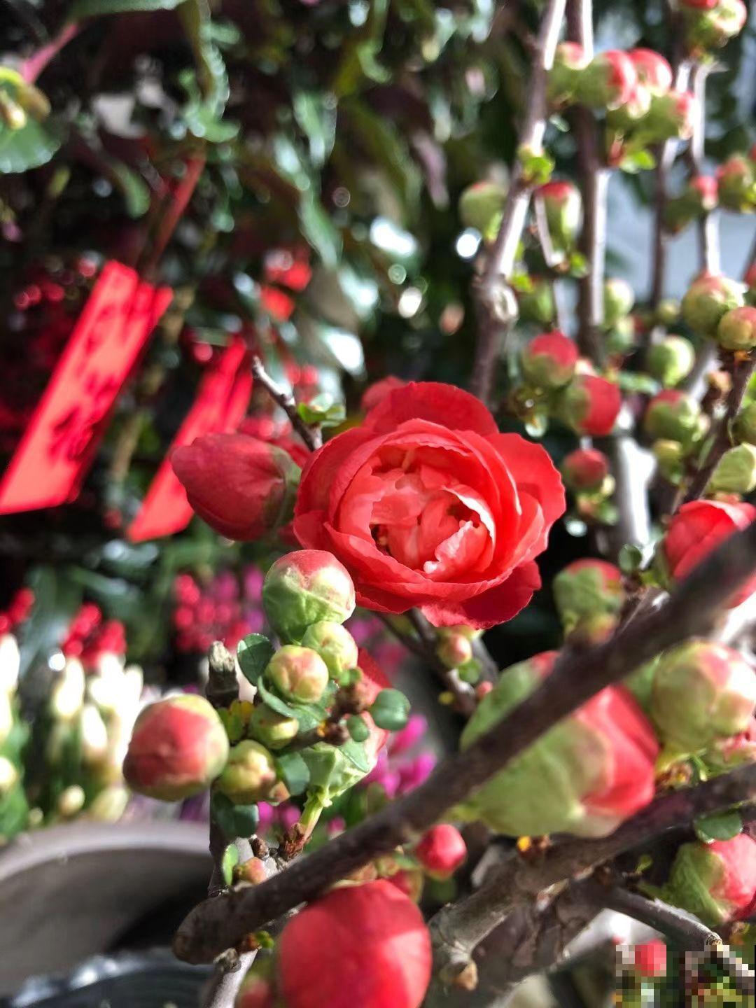 3个养花坏习惯，要赶紧改掉，不然花养得再多也养不好