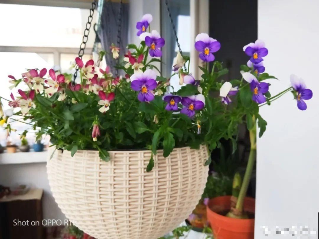 买花种子总是不对版,记住这些种子,少上当! 买花种子总是不对版,记住这些种子,少上当!