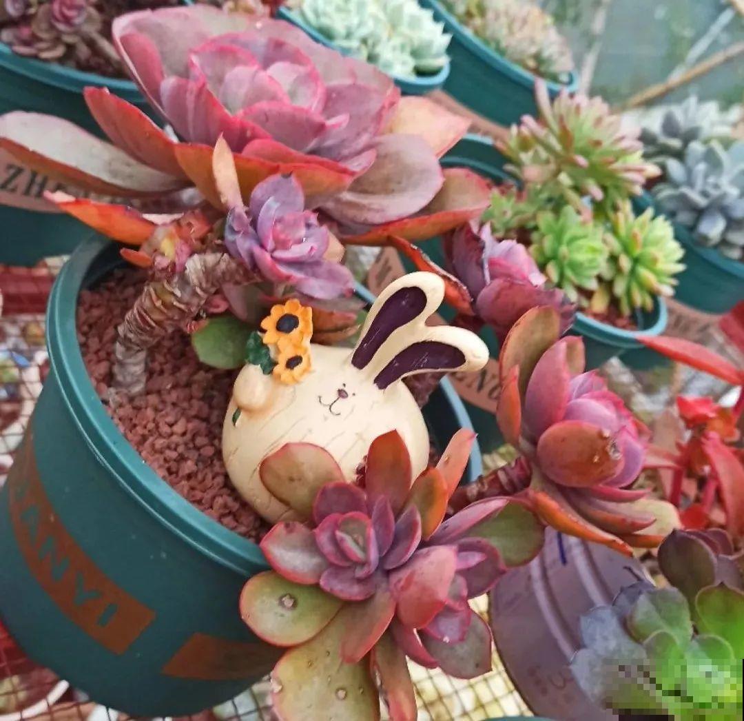 多肉养在大盆里,就是豪横霸气,棵棵大得像白菜 多肉养在大盆里,就是豪横霸气,棵棵大得像白菜
