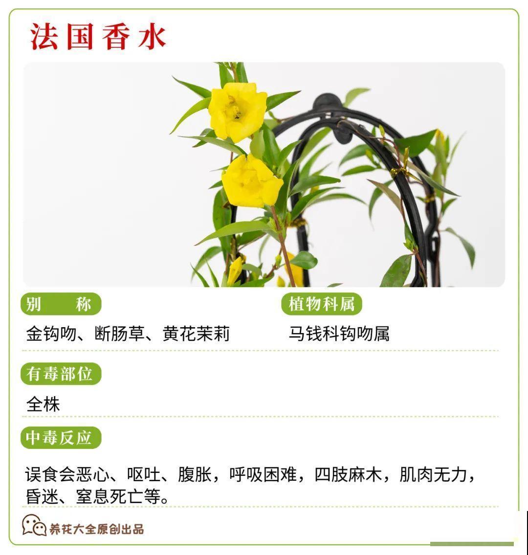 30种常见有毒花，很多人都在养，一定要小心养！