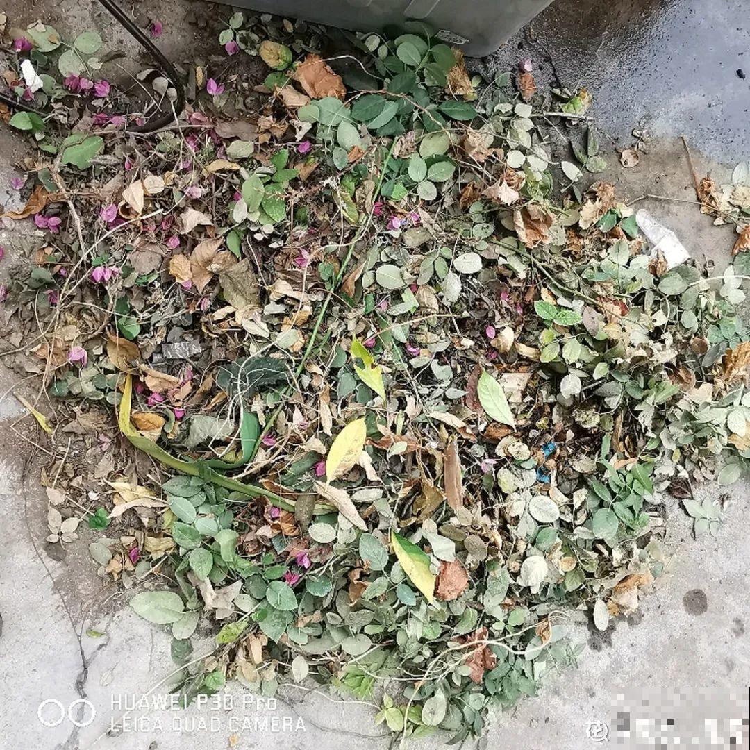 月季12个月计划表，按照这个养，大花墙不是梦！