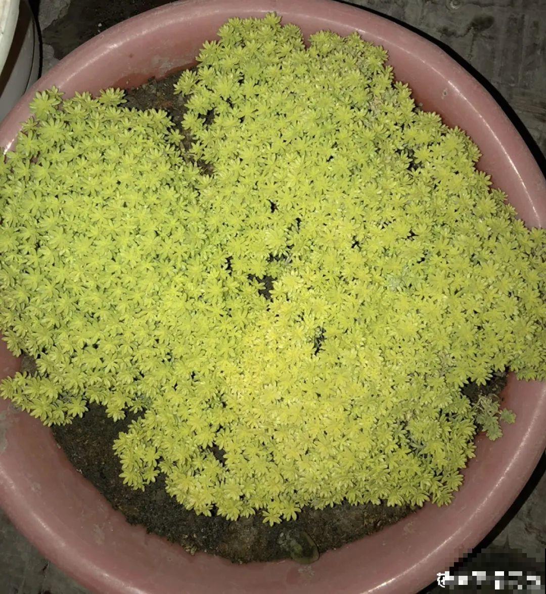 谁说多肉长得慢？养这3种，2个月长成瀑布