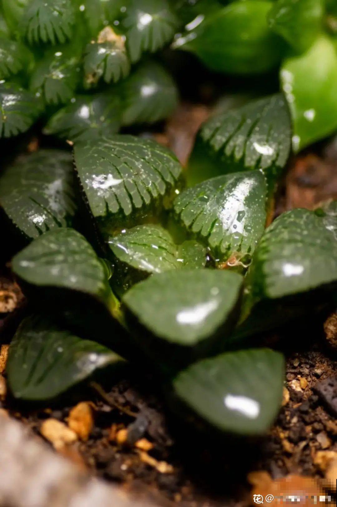 多肉一开花,颜值瞬间高八度,太美了! 多肉一开花,颜值瞬间高八度,太美了!