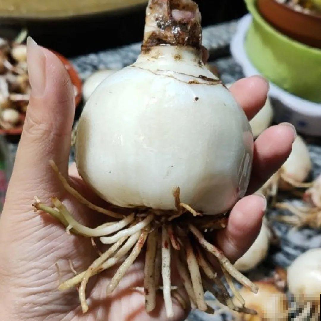 路边别人丢的大花盆，看着眼馋，好想捡回家