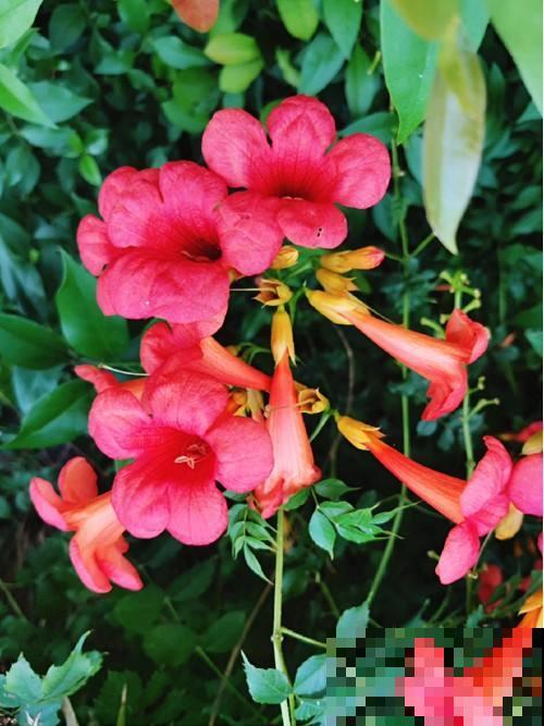 30个有趣的花谜,大多数人猜不对,你猜对了吗? 30个有趣的花谜,大多数人猜不对,你猜对了吗?