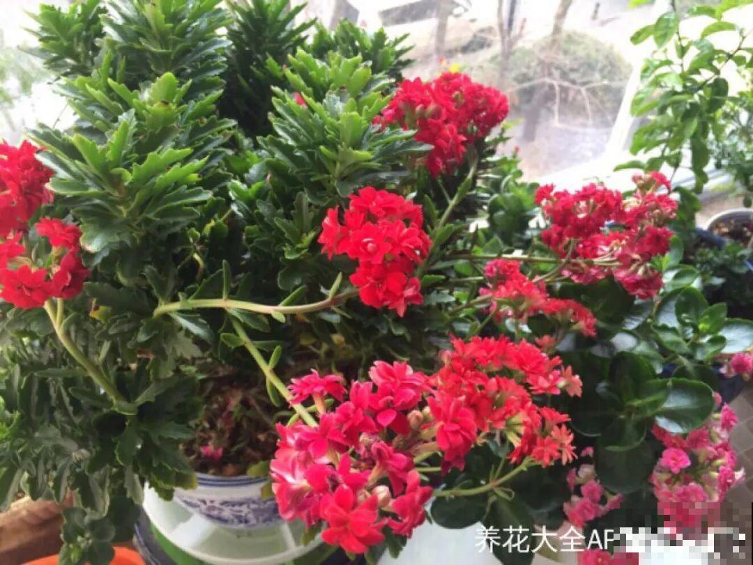 腊月养花禁忌，一定要保暖，不然花很快就死