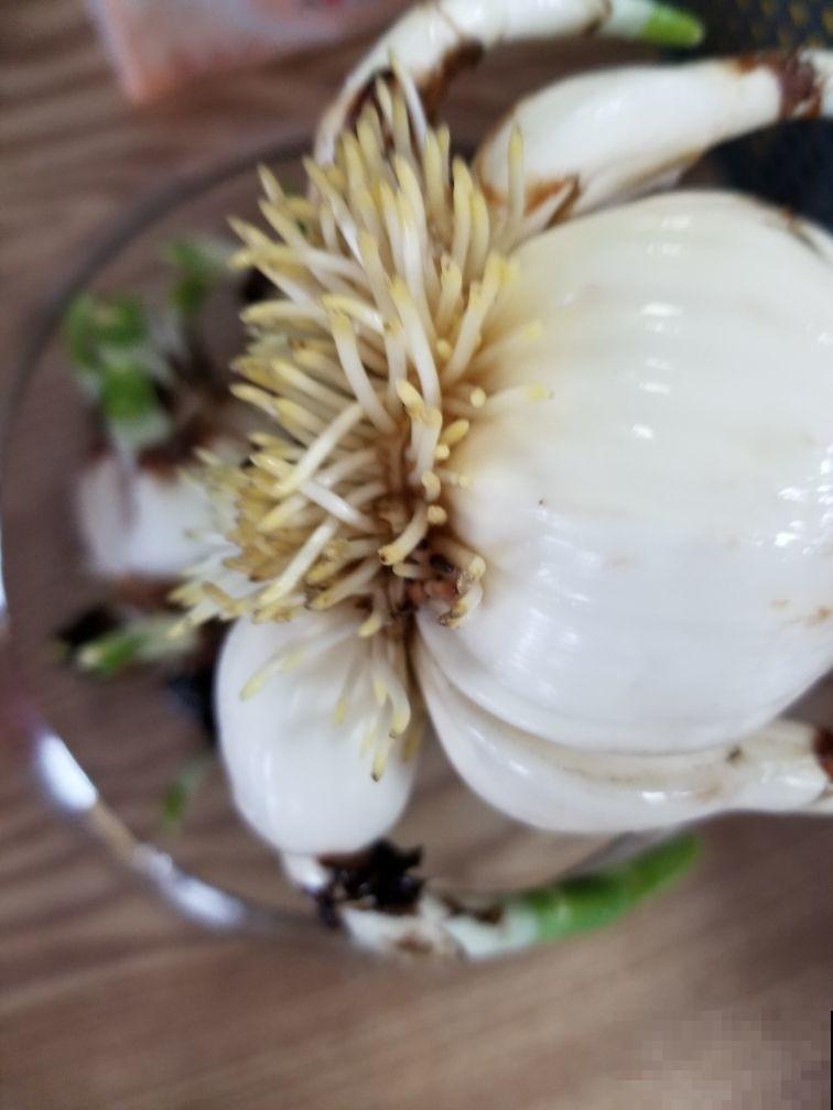 又到了养水仙的季节!做到这几点,水仙才能砰砰开花! 又到了养水仙的季节!做到这几点,水仙才能砰砰开花!