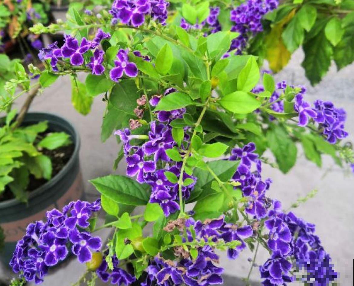 花中“甜心”蕾丝金露，巧克力奶油味，一闻就上瘾！