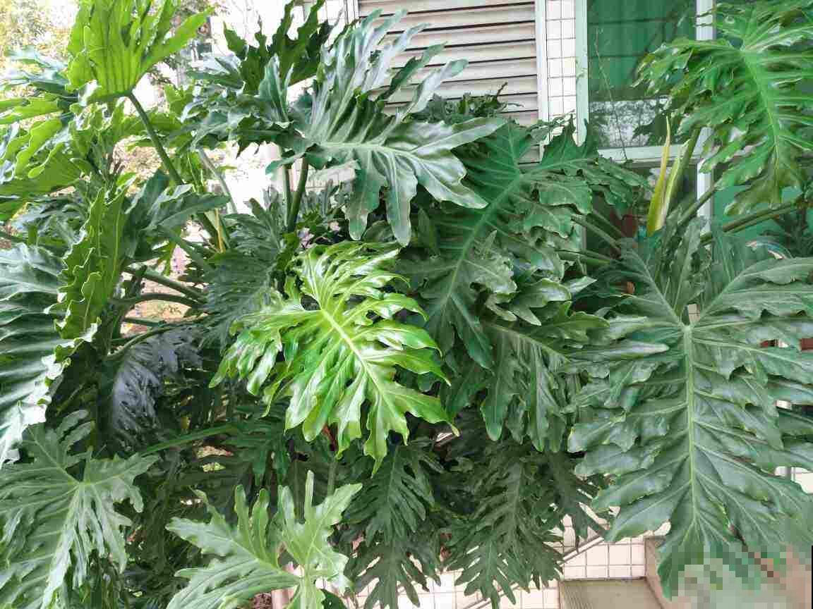 在家里养盆大型花卉,四季常绿生机勃勃,把春天锁在家里! 在家里养盆大型花卉,四季常绿生机勃勃,把春天锁在家里!