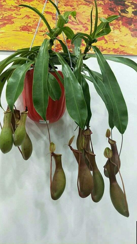 4种超有趣的植物，随便养一种，都成了“玩具”