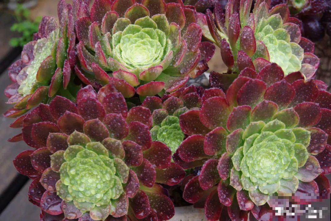 多肉要是养好了，精致得像艺术品，光看就很满足了