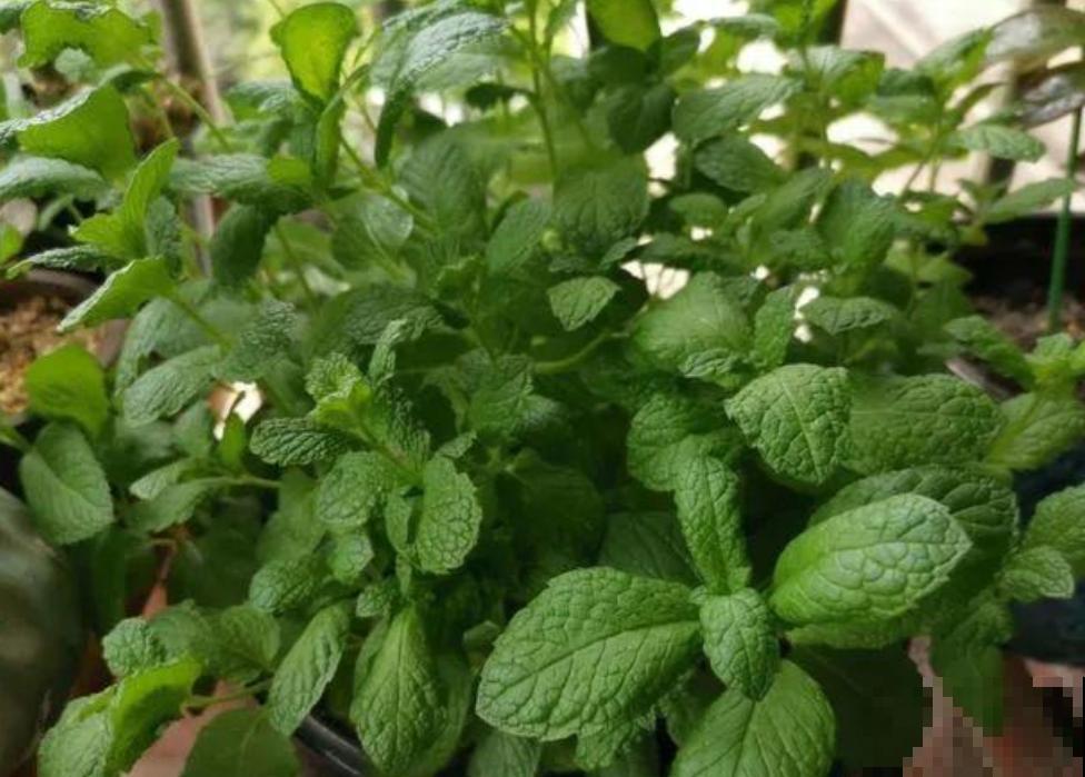 薄荷不会养？教你3个小方法，轻松养爆盆！