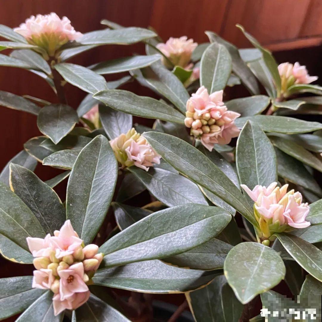 冬天的5种花特香，越冷越开花，像是喷了香水