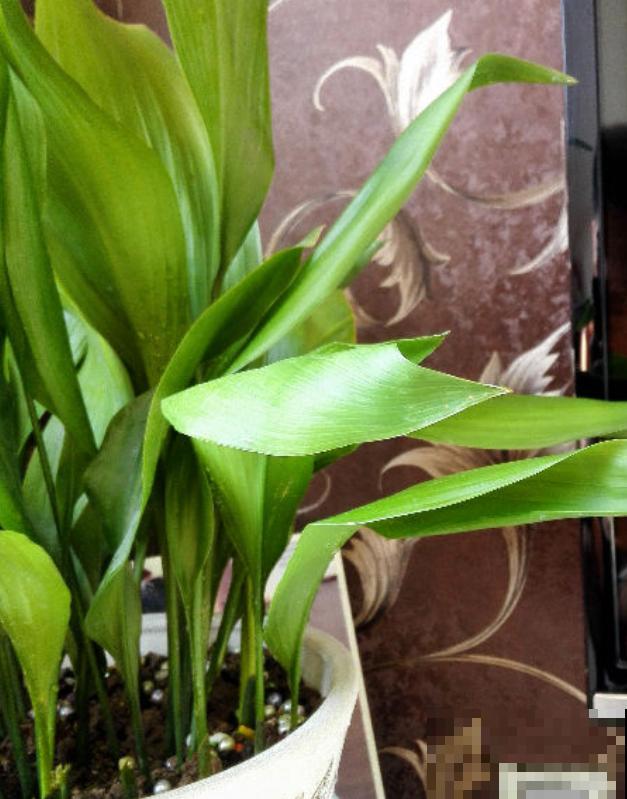 一叶兰耐阴又耐旱,皮实又好养活,注意3点咋养都好! 一叶兰耐阴又耐旱,皮实又好养活,注意3点咋养都好!