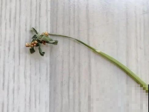 买花种子总是不对版,记住这些种子,少上当! 买花种子总是不对版,记住这些种子,少上当!