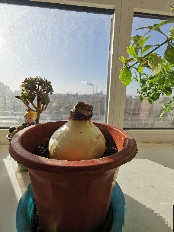 小花盆养花，花长得更壮，还不容易烂根