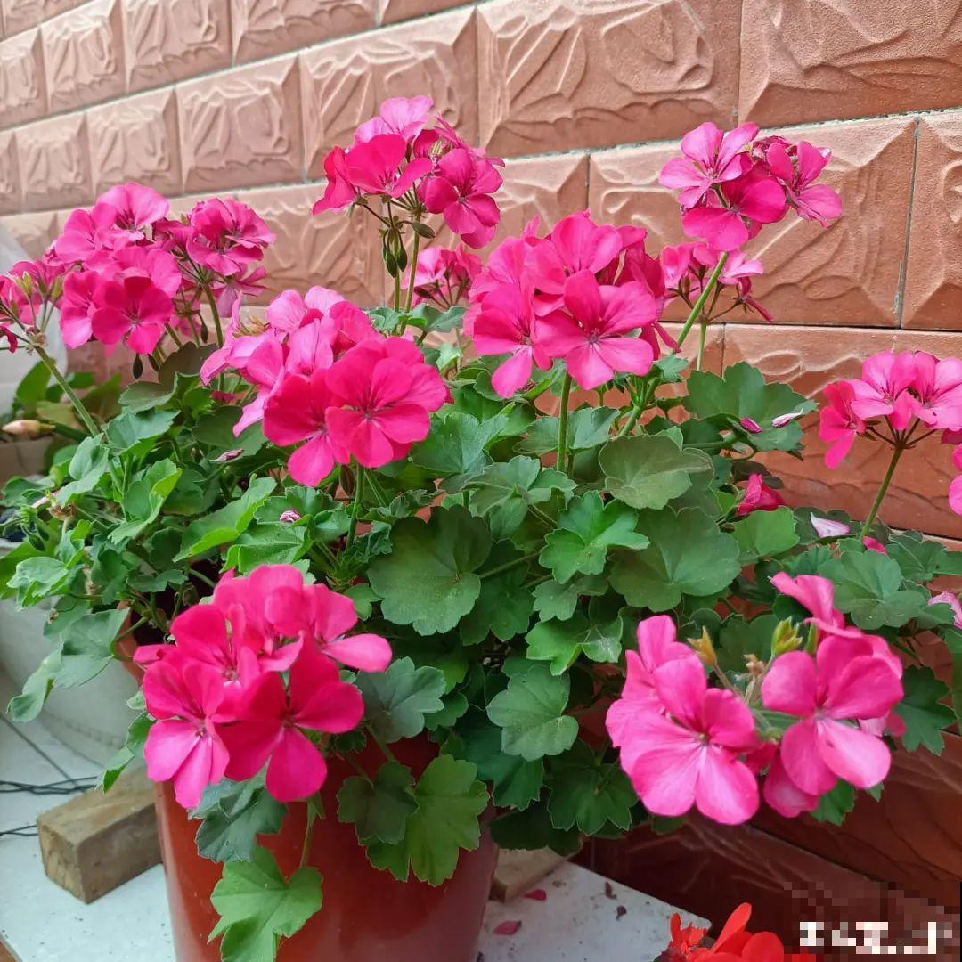 家里有这9种花,一定要冻一个月,才能开花更好看 家里有这9种花,一定要冻一个月,才能开花更好看