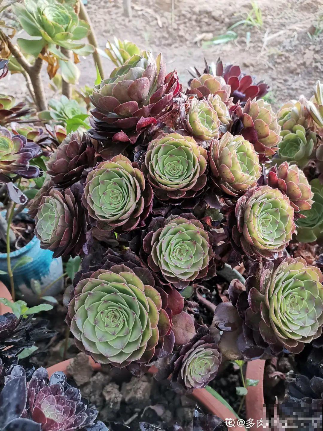 自然生长的多肉，叶子肥嘟嘟，壮得像大白菜