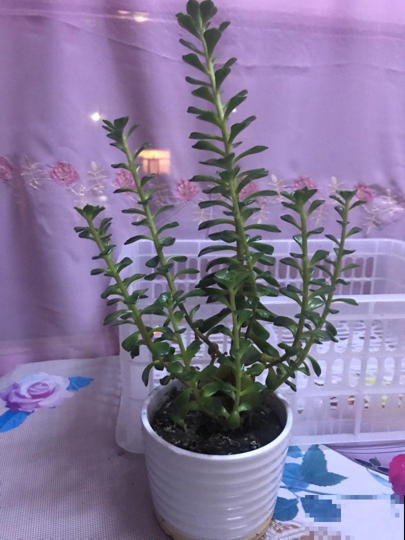 多肉长得老高,长成了“瘦高杆”,赶紧砍掉还能变美 多肉长得老高,长成了“瘦高杆”,赶紧砍掉还能变美