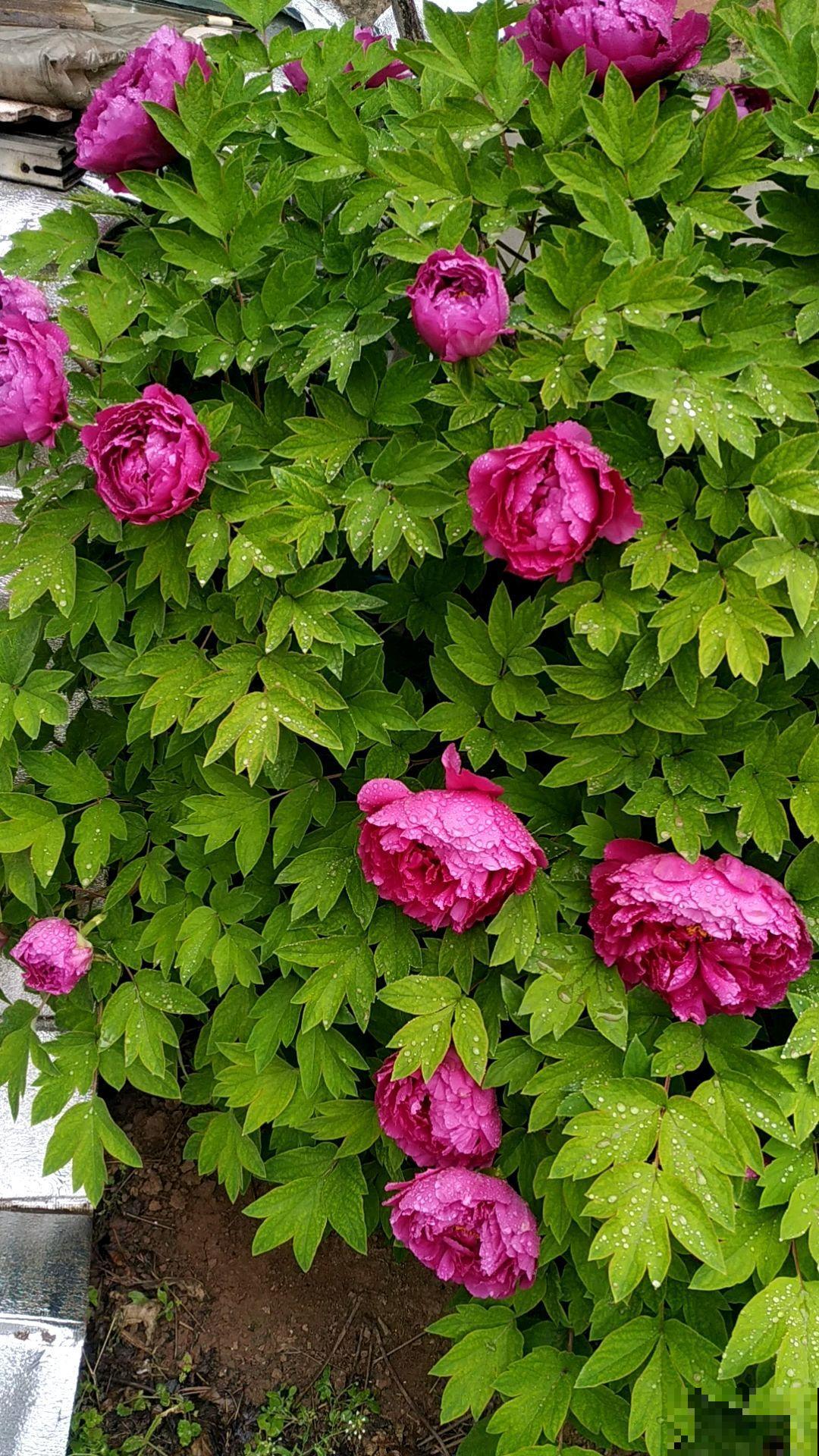 今年买年宵花，本命年可以养4种花，红红火火旺运一整年