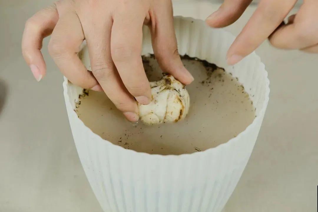 开花比脸大的百合，种下一个球，能爆一大窝球崽！