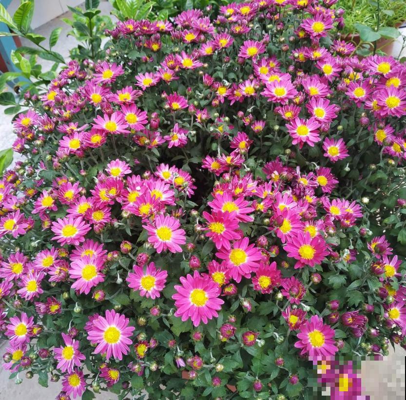 家里养盆千头菊，开花呼呼爆盆，一盆能开上百朵