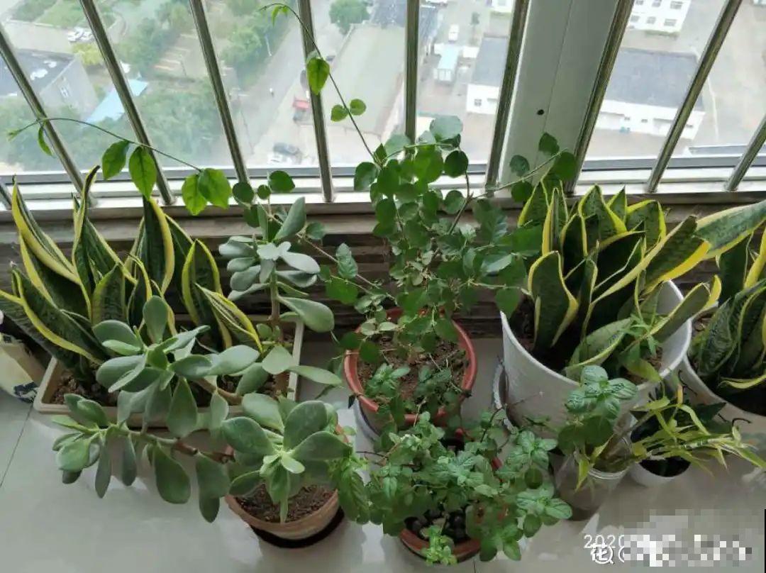 低于5度，6种花一整个冬天不浇水，也能照样活！