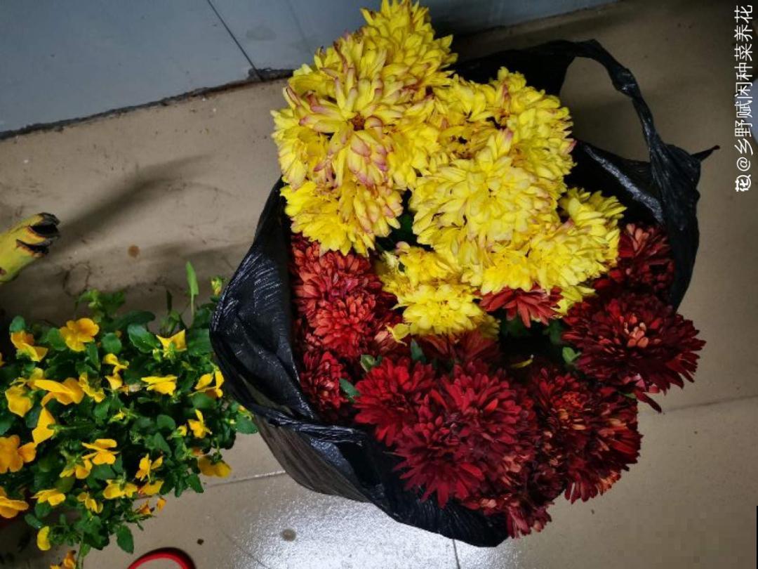 路边别人丢的大花盆，看着眼馋，好想捡回家