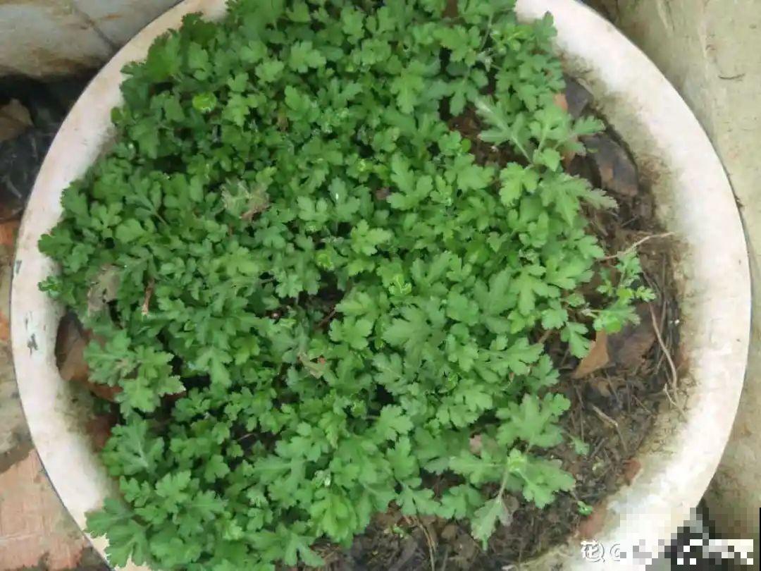 春天给花分株，1盆变成多盆，很快爆盆