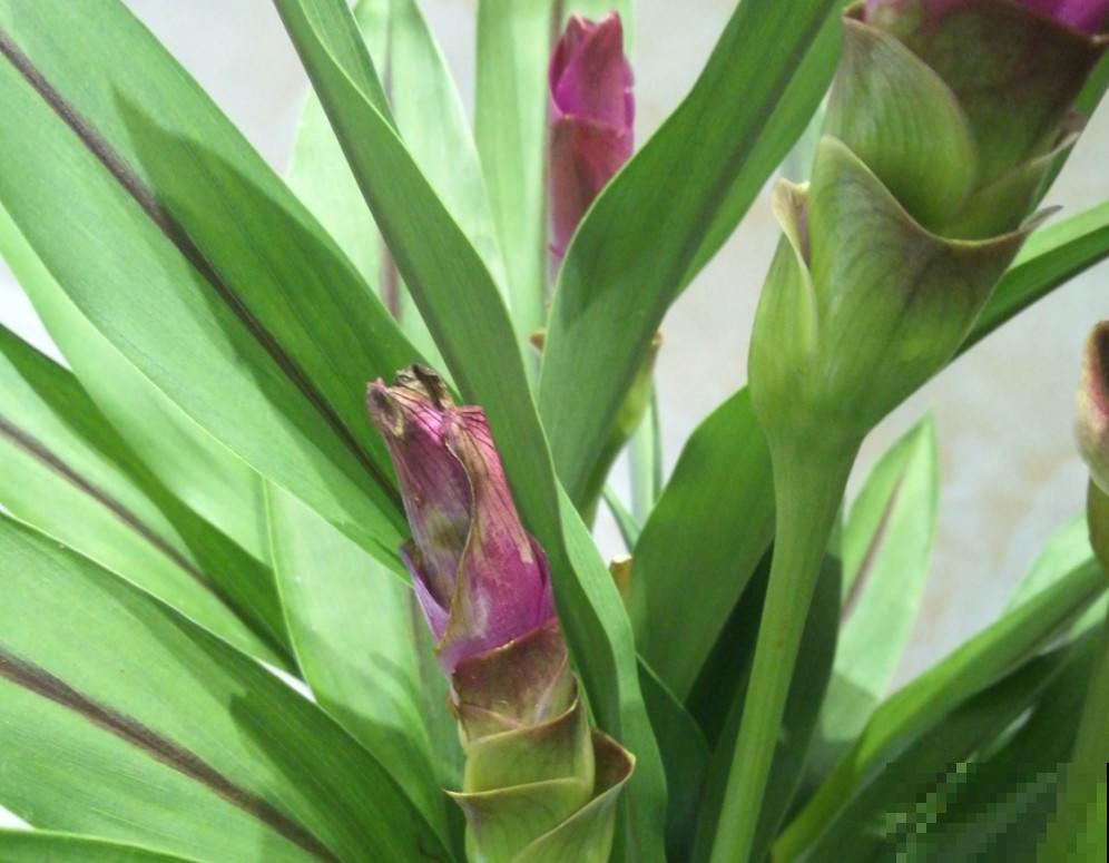 生姜居然能开出荷花?姜荷花仙气十足,养护方法也非常简单! 生姜居然能开出荷花?姜荷花仙气十足,养护方法也非常简单!