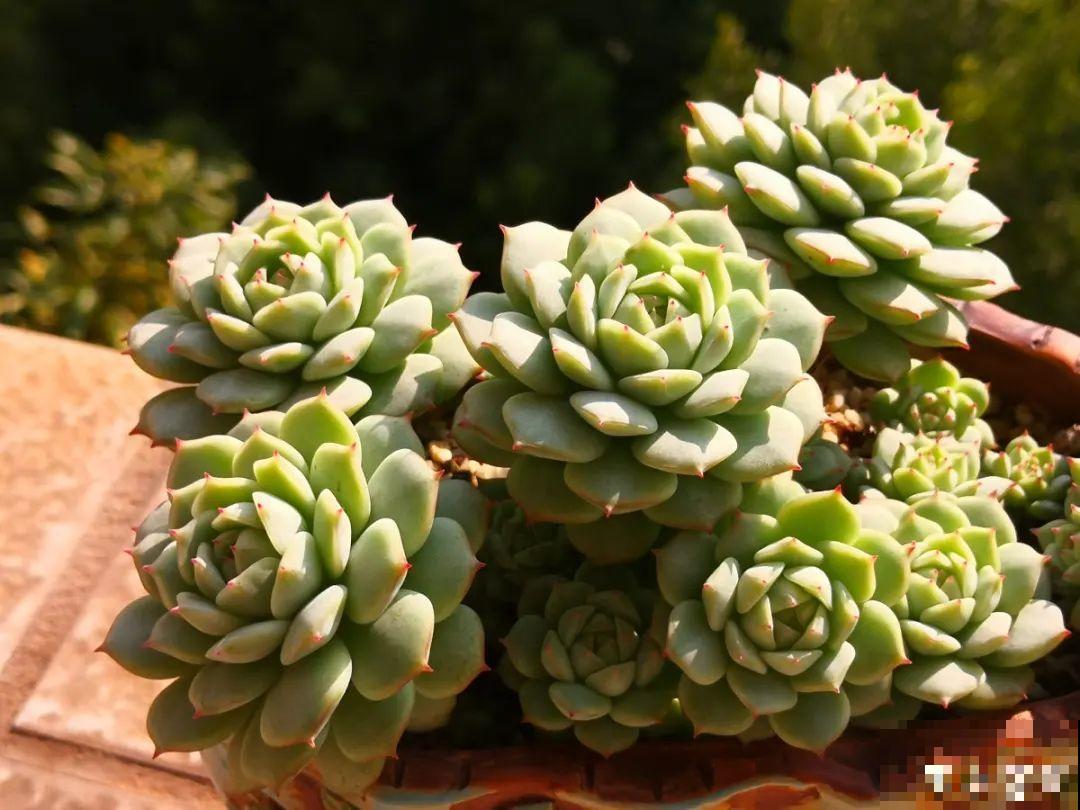 寒潮过后,多肉美出天际,颜色鲜艳明亮,真馋人! 寒潮过后,多肉美出天际,颜色鲜艳明亮,真馋人!