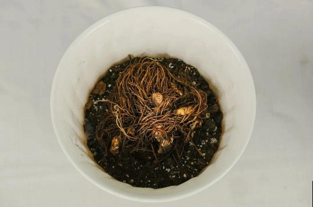 落新妇耐寒又耐阴，颜值高，气质佳，今年最流行！