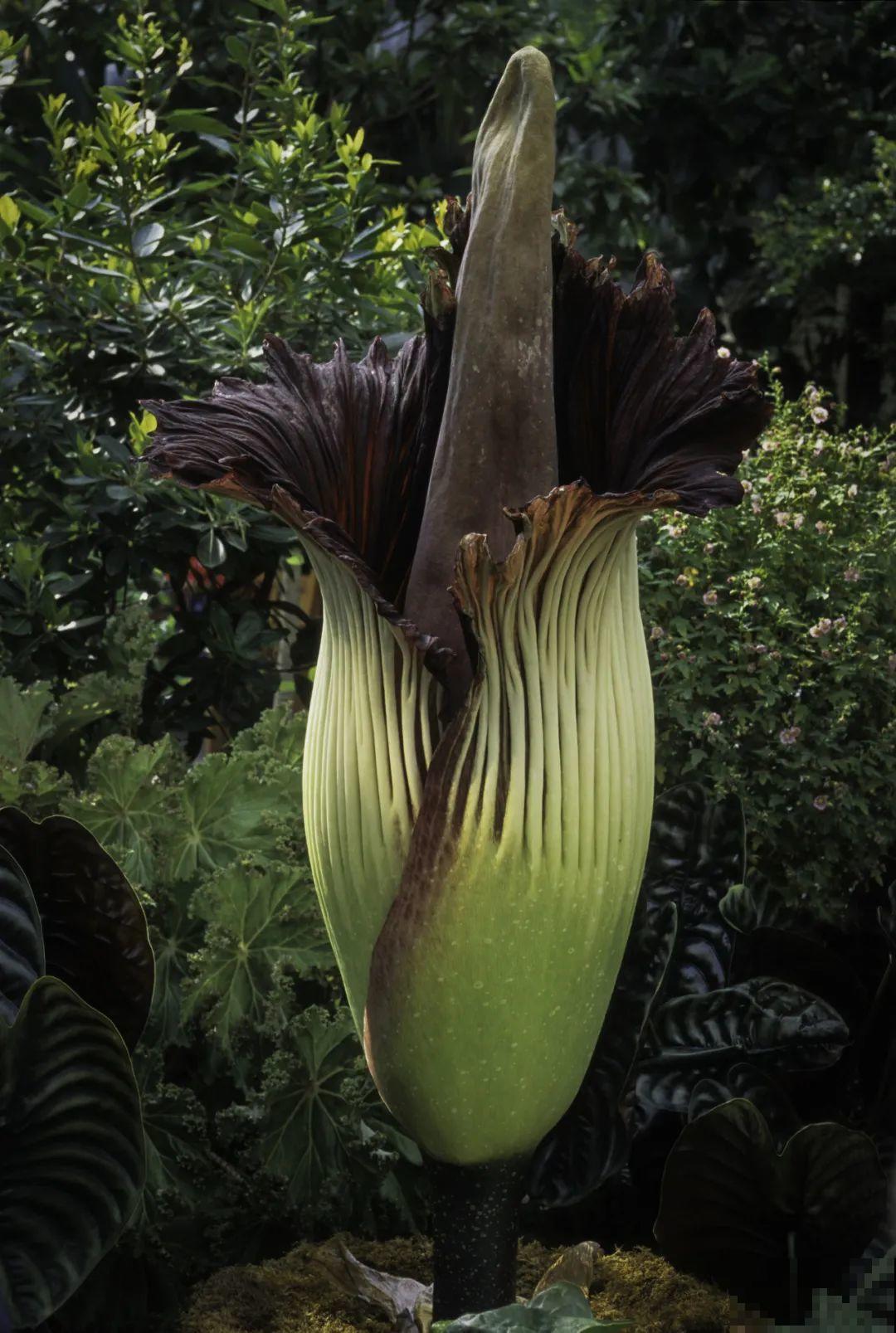 花市10块钱买的花，开花之后身价倍增，真赚了！