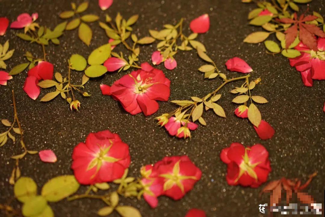 干花制作方法，学会了超实用，留住花儿美好